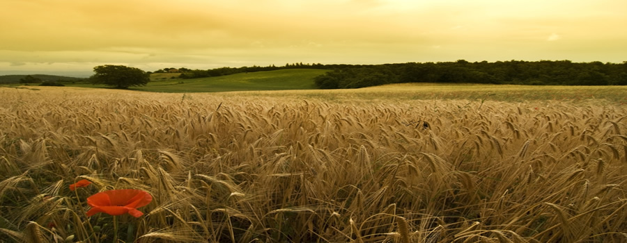 Servizi di aratura, fresatura, sgombero, trasporti e trebbiatura. Vendita di prodotti agricoli al dettaglio.